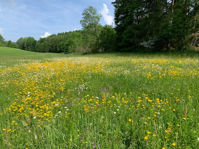 Wildblumenwiesen - Rettet die Bienen und Insekten mit Wildblumenmischungen